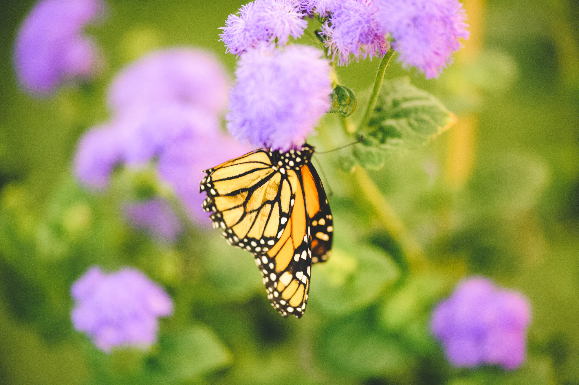 20140301-DSC_6569web